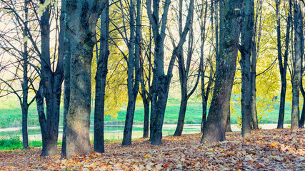Obraz premium Autumn scenery in a forest, sun casting beautiful rays of light through trees