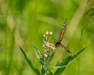 mariposa monarca del sur (Danaus erippus)