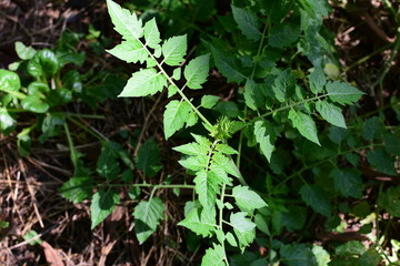  texture of small green leaves