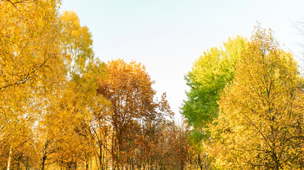 Autumn landscape in the forest, beautiful trees with yellowed leaves, 16:9