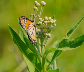 mariposa monarca del sur (Danaus erippus)