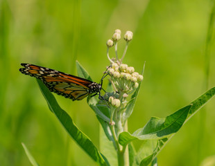 mariposa monarca del sur (Danaus erippus)