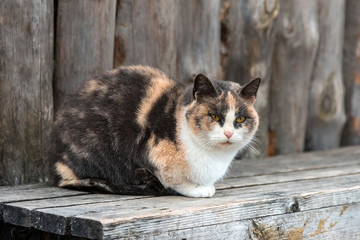 homeless sad kitten on the street. The concept of protecting stray animals