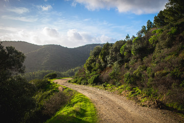 Fototapeta na wymiar Sardinia mountain road