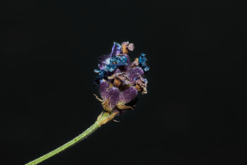 A photograph of a Cynoglossum grande Douglas ex Lehm flower. The flower is set against a near black...