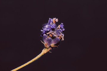 A photograph of a Cynoglossum grande Douglas ex Lehm flower. The flower is set against a near black...