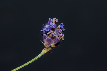 A photograph of a Cynoglossum grande Douglas ex Lehm flower. The flower is set against a near black...