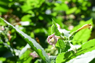  texture of small green leaves