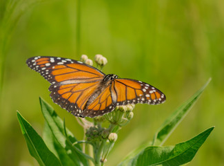 mariposa monarca del sur (Danaus erippus)