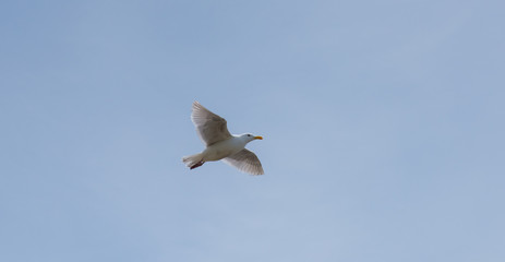 seagull flying in the blue sky