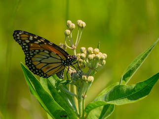 mariposa monarca del sur (Danaus erippus)