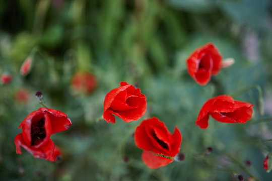 Photo of red Poppy flowers in full bloom. Use of strong selective focus. © Mike