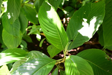  texture of large leaves of intense green color