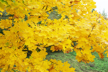 Yellow maple leaves, texture, closeup