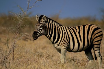 Fototapeta na wymiar Namibia Etosha Zebra