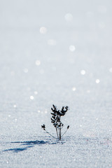 Fototapeta premium Winter theme, sparkling snow