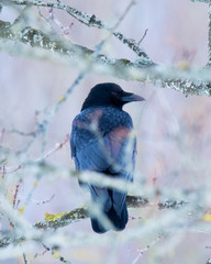 Crow looking back