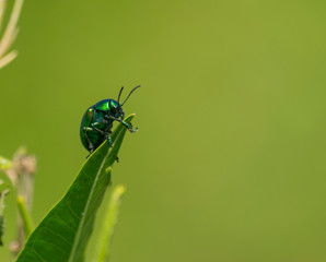 Escarabajo Verde Metálico en la punta de Hoja