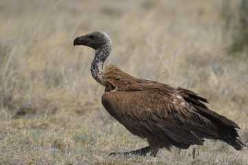 Namibia Etosha Avvoltoio