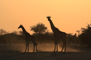 Fototapeta na wymiar Namibia Etosha Giraffe Tramonto