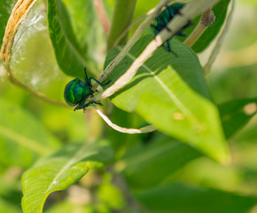 Escarabajo Verde Metálico