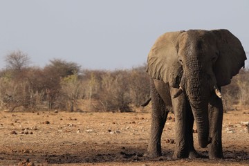 Fototapeta premium Namibia Etosha Elephant