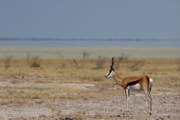 Namibia Etosha Springbok