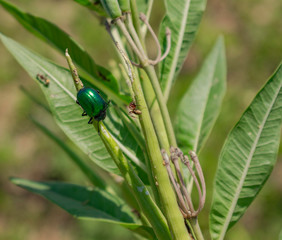 Escarabajo Verde con Hormiga Molestándolos