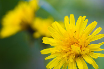 spring dandelions in a green meadow in spring