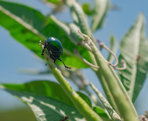 Fototapeta premium Escarabajo Verde Metálico en la punta de Hoja