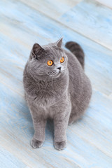 Friendly domestic cat, beautiful grey fluffy cat on a blue background
