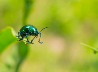 Escarabajo Verde Metálico en la punta de Hoja