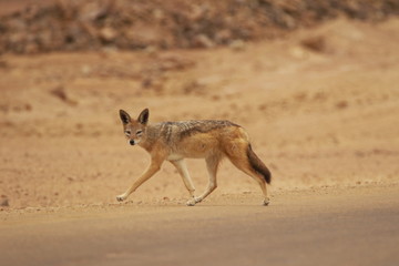 Sciacallo Namibia