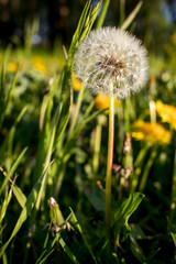 dandelion in grass