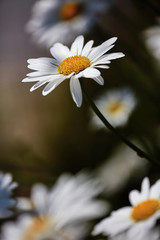 Photograph of a white Daisy flower in the sun. The photograph uses selective focus that creates a soft background. This makes adding text or other content easy.