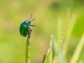 Escarabajo Verde Metálico en la punta de Hoja