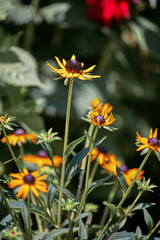 Photo of a Gerbera ambigua flowers in full bloom in the afternoon sun. These are are a part of the Daisy family of flowers.
