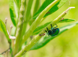 Escarabajo Verde con Hormiga Molestándolos