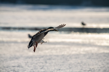Wild duck mallard white snow winter eating nature life