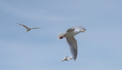 Seagulls In Flight