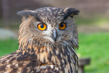 owl