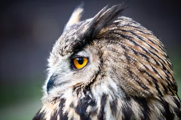Poster eagle owl © scott
