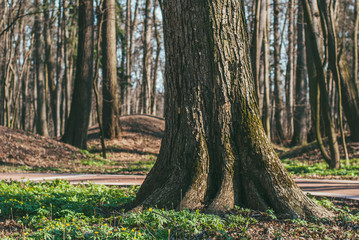 Park landscape with trees, forest, grass and path at sunny spring morning