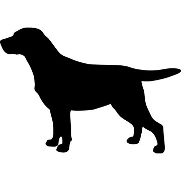 black silhouette of a dog