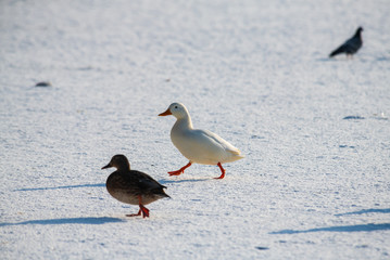 Wild duck mallard white rare mutant winter genetic mutation color