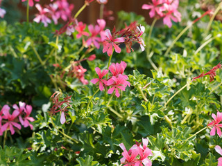 Pelargonium peltatum | Ivy-leaved pelargonium or cascading geranium