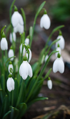 snowdrops in the snow