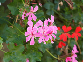 Pelargonium peltatum | Ivy-leaved pelargonium or cascading geranium