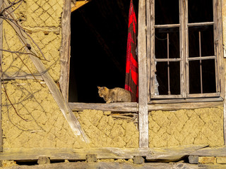 Sunlit cat on the window sill of an old abandoned half-timbered house at the Fore-Balkan village of Debnevo, Bulgaria