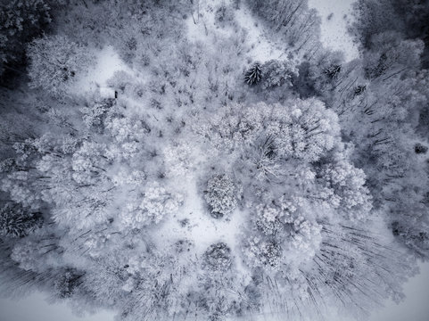 Forest in winter cover from above